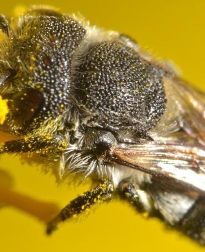 Coelioxys sp.